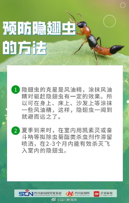 四川是隐翅虫的高发区 四川是隐翅虫的高发区