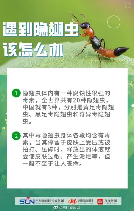 四川是隐翅虫的高发区 四川是隐翅虫的高发区