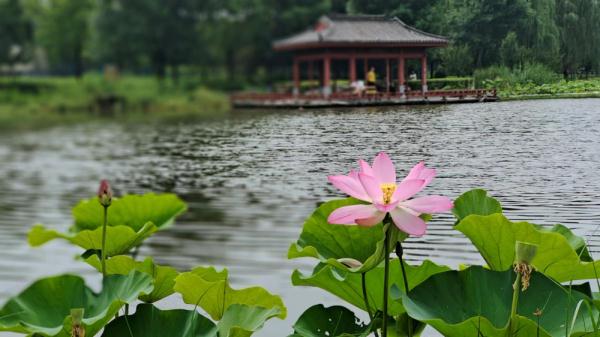 石家庄正定:古城荷塘入画来 石家庄正定:古城荷塘入画来