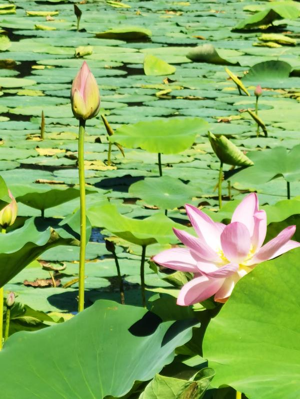 石家庄正定:古城荷塘入画来 石家庄正定:古城荷塘入画来