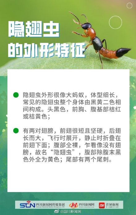 四川是隐翅虫的高发区 四川是隐翅虫的高发区