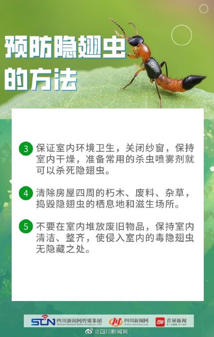 四川是隐翅虫的高发区 四川是隐翅虫的高发区