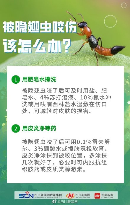 四川是隐翅虫的高发区 四川是隐翅虫的高发区