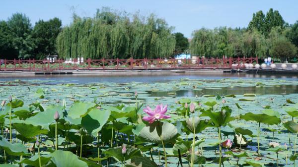 石家庄正定:古城荷塘入画来 石家庄正定:古城荷塘入画来