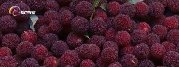 盐水浸泡后有小虫钻出来,这样的杨梅能吃吗? 盐水浸泡后有小虫钻出来,这样的杨梅能吃吗?