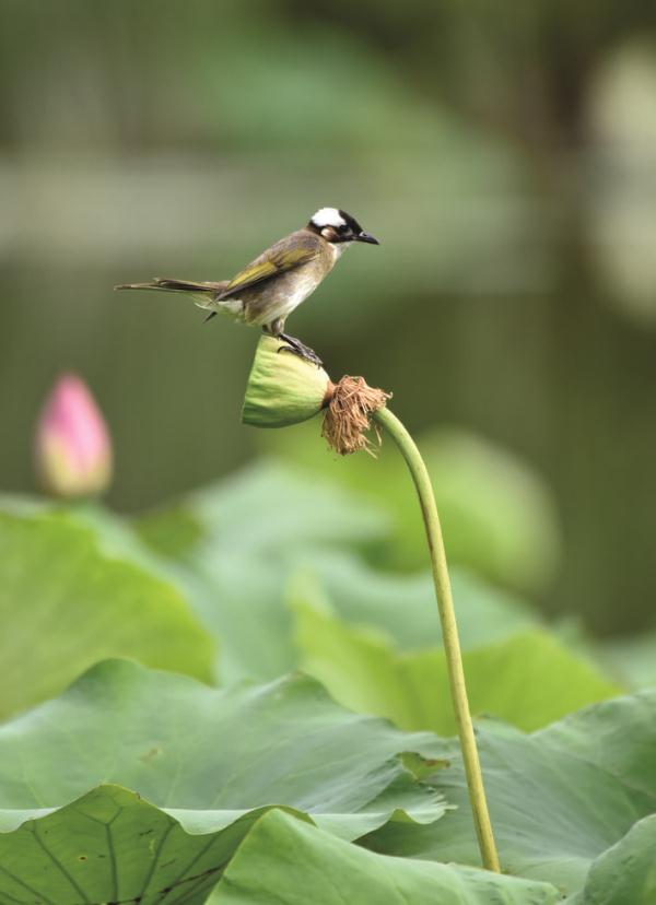 巢湖:映日荷花别样红 巢湖:映日荷花别样红