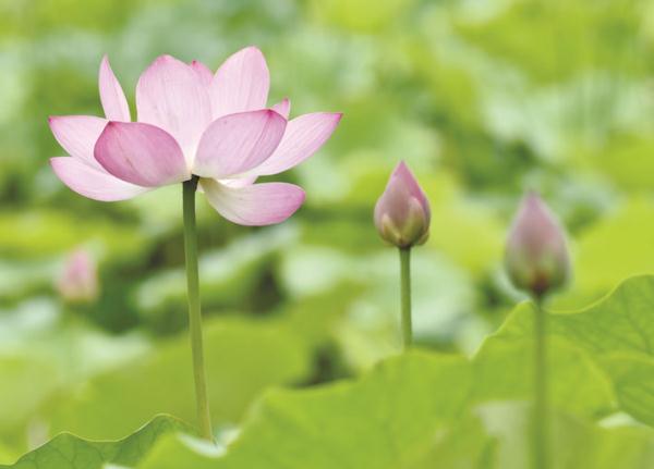 巢湖:映日荷花别样红 巢湖:映日荷花别样红