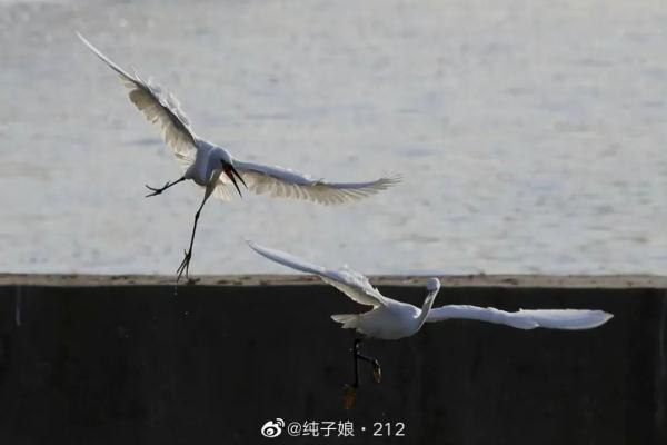这份夏日限定，萌翻了
