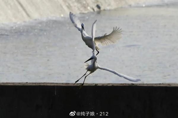 这份夏日限定，萌翻了
