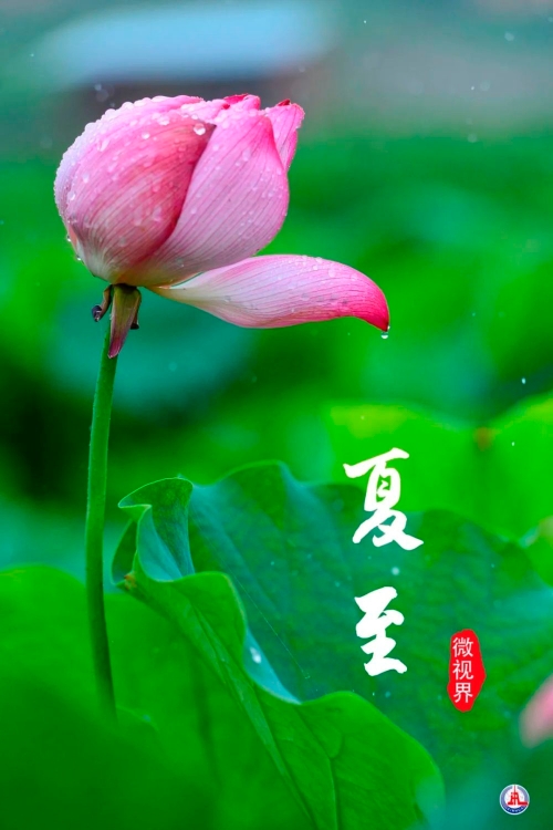 夏至已至，来日方长