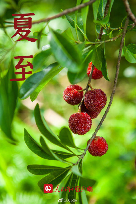 夏至小清新壁纸,送给爱夏天的你 夏至小清新壁纸,送给爱夏天的你