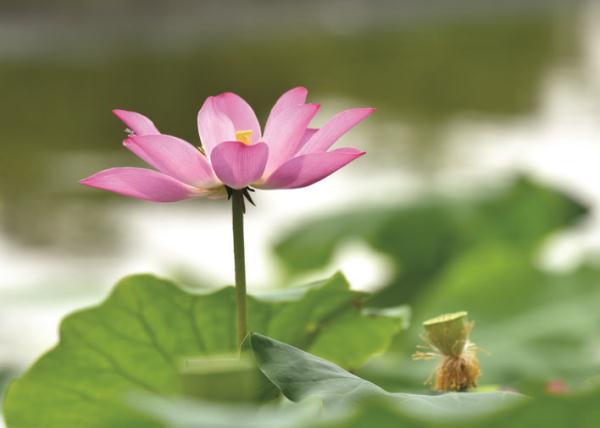 巢湖:映日荷花别样红 巢湖:映日荷花别样红