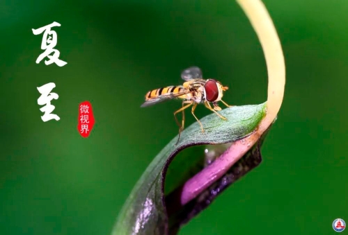 夏至已至，来日方长