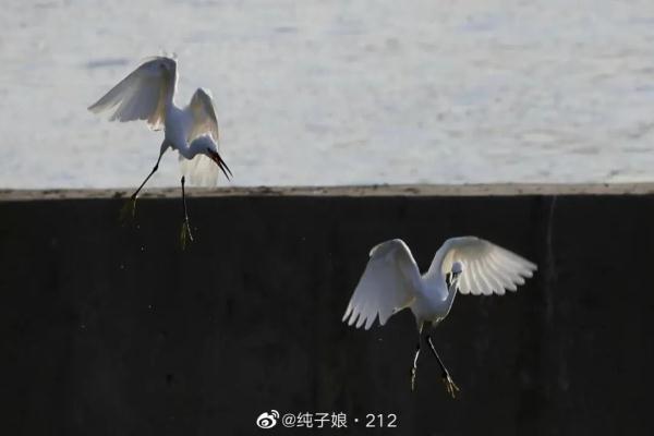 这份夏日限定，萌翻了