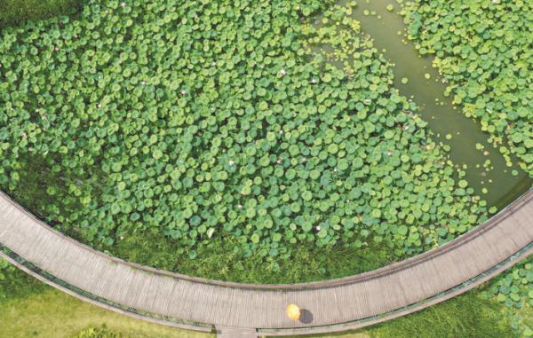 巢湖:映日荷花别样红 巢湖:映日荷花别样红