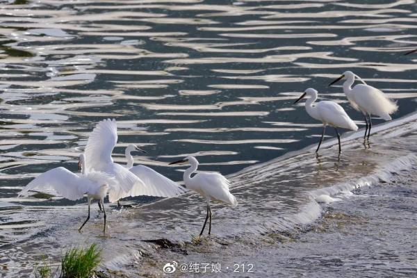 这份夏日限定，萌翻了