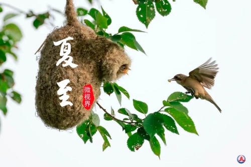 夏至已至，来日方长