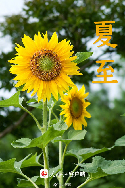 夏至小清新壁纸,送给爱夏天的你 夏至小清新壁纸,送给爱夏天的你