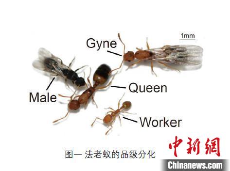 研究揭示：蚂蚁不同品级大脑有不同方向和程度的特化