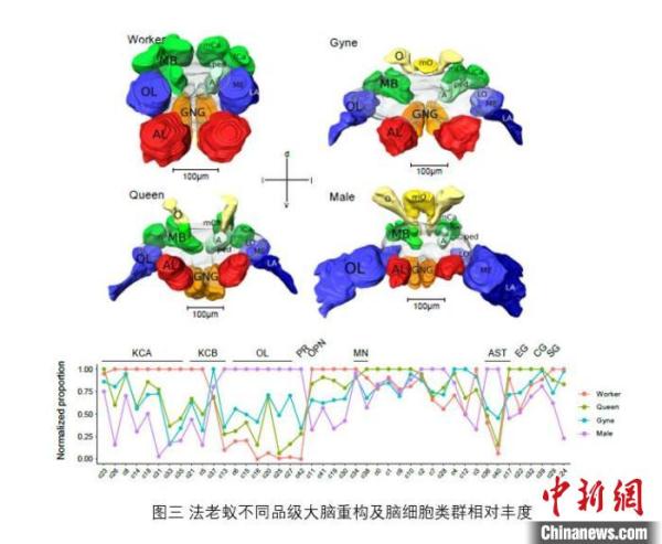 研究揭示：蚂蚁不同品级大脑有不同方向和程度的特化