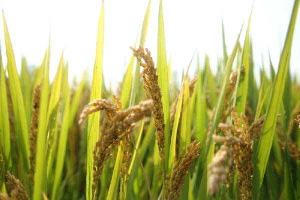 梅雨季大米出虫还能吃吗?专家解读→ 梅雨季大米出虫还能吃吗?专家解读→