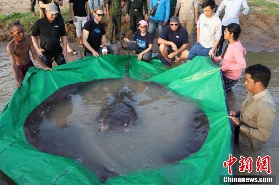 重300公斤！柬埔寨渔民捕获世界最大淡水鱼