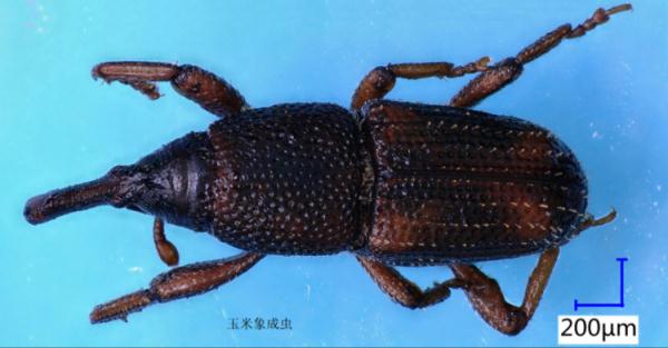 梅雨季大米出虫还能吃吗?专家解读→ 梅雨季大米出虫还能吃吗?专家解读→