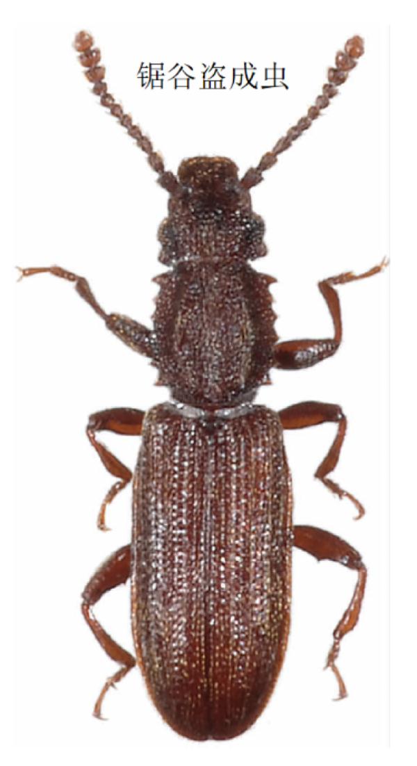 梅雨季大米出虫还能吃吗?专家解读→ 梅雨季大米出虫还能吃吗?专家解读→