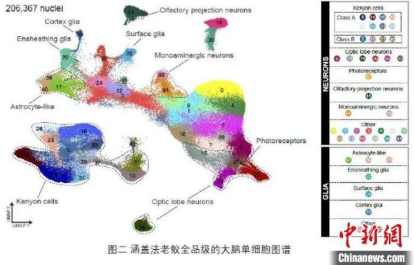 研究揭示：蚂蚁不同品级大脑有不同方向和程度的特化