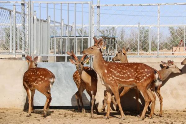 阿拉善“90后”小伙儿:养殖梅花鹿 走上致富路 阿拉善“90后”小伙儿:养殖梅花鹿 走上致富路