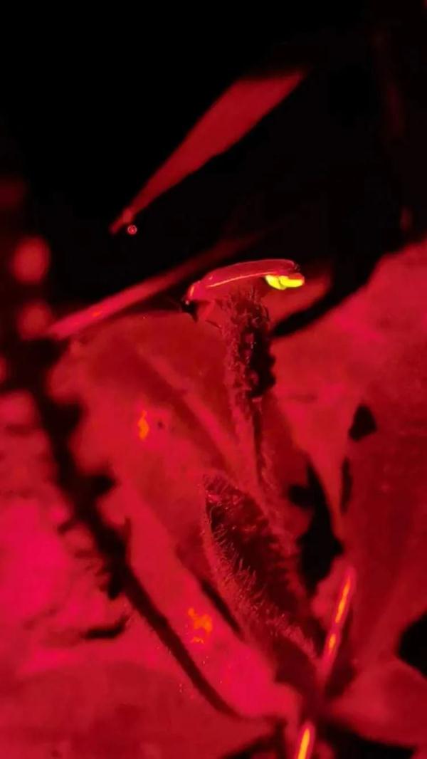 上海迎来萤火虫“大年”,夜游火热,但请务必不要这样做 上海迎来萤火虫“大年”,夜游火热,但请务必不要这样做