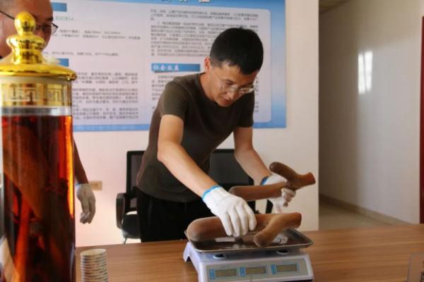 阿拉善“90后”小伙儿:养殖梅花鹿 走上致富路 阿拉善“90后”小伙儿:养殖梅花鹿 走上致富路