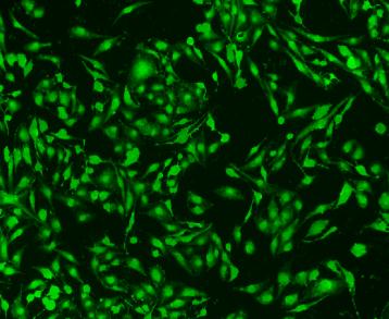 上海迎来萤火虫“大年”,夜游火热,但请务必不要这样做 上海迎来萤火虫“大年”,夜游火热,但请务必不要这样做