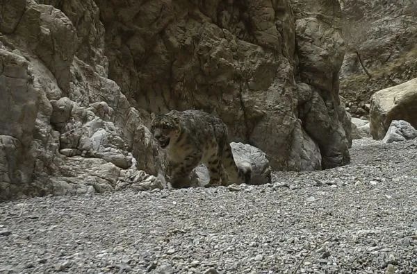 宁夏贺兰山保护区内再次发现雪豹新个体