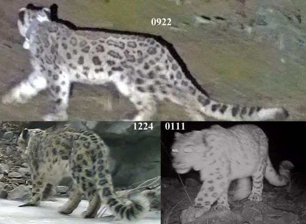 宁夏贺兰山保护区内再次发现雪豹新个体