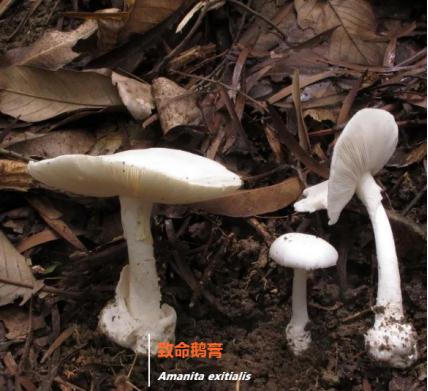 這些蘑菇不要吃重慶疾控發佈川渝版毒蘑菇圖鑑