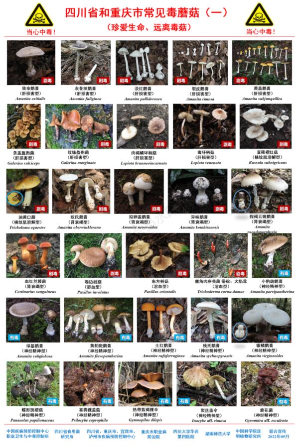 这些蘑菇不要吃！重庆疾控发布“川渝版毒蘑菇图鉴”