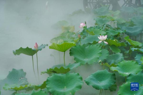 诗意中国——接天莲叶无穷碧，映日荷花别样红