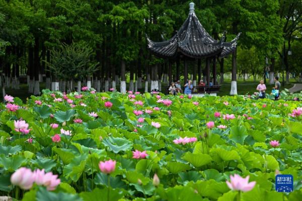 诗意中国——接天莲叶无穷碧，映日荷花别样红