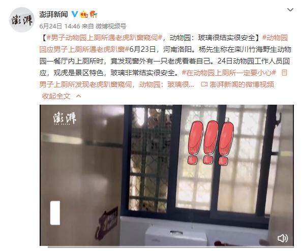 男子上厕所遇老虎趴窗窥伺 动物园:很安全 男子上厕所遇老虎趴窗窥伺 动物园:很安全