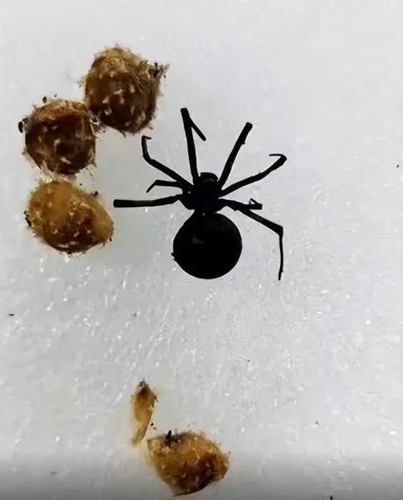 剧毒！危险！一地惊现活体“黑寡妇”
