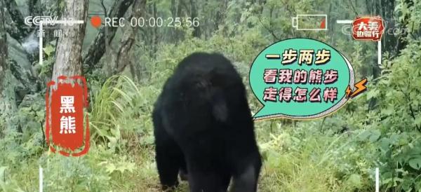 大美边疆行 | “醉”美国道331串起兴边富民路 勾勒“龙江千里画廊”