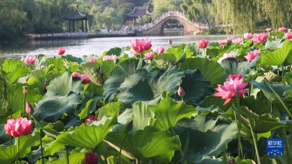 诗意中国——接天莲叶无穷碧，映日荷花别样红