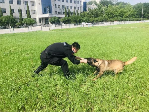 缉毒犬是怎样成功“考编”的？过程太励志！