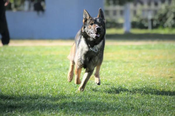 缉毒犬是怎样成功“考编”的？过程太励志！