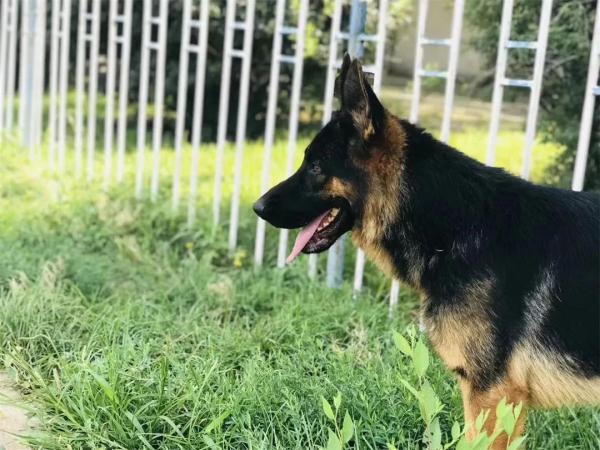 缉毒犬是怎样成功“考编”的？过程太励志！