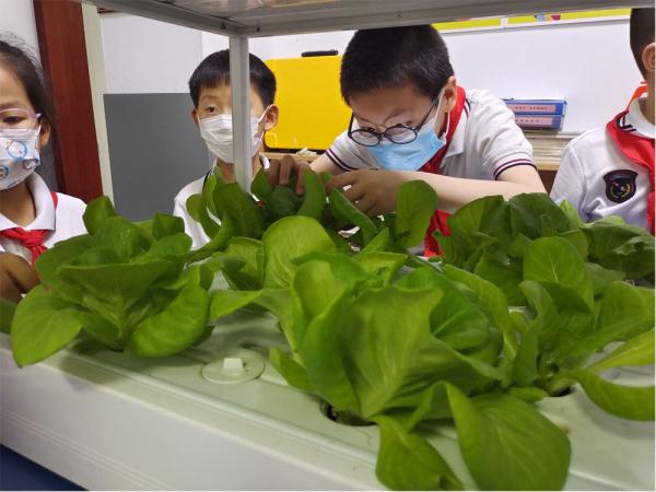 石家庄市新华区：劳动教育赋能学生快乐成长