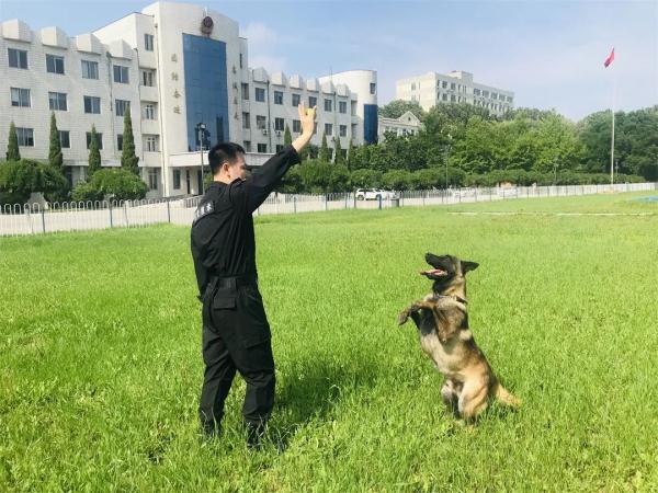 缉毒犬是怎样成功“考编”的？过程太励志！