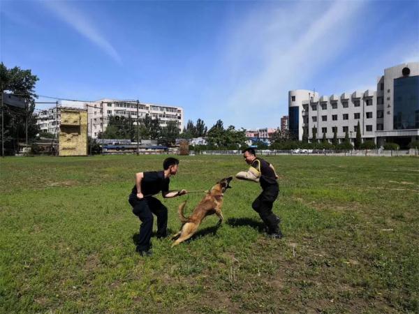缉毒犬是怎样成功“考编”的？过程太励志！