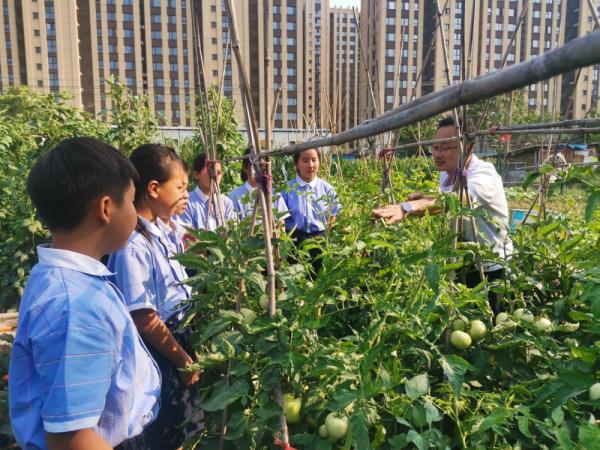 石家庄市新华区：劳动教育赋能学生快乐成长